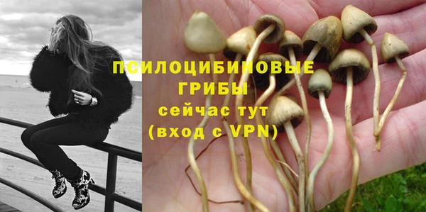 сатива Алзамай