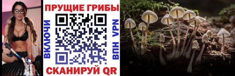 магазин продажи   shop состав  Галлюциногенные грибы Psilocybe  Болгар 